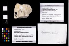 Foto (Objekt + Etikett) von Gastrosacus eminens (Blaschke, 1911)  (NHMW-GEO-1990-0041-2537)